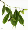 SpeciesSub: var. salweenense
